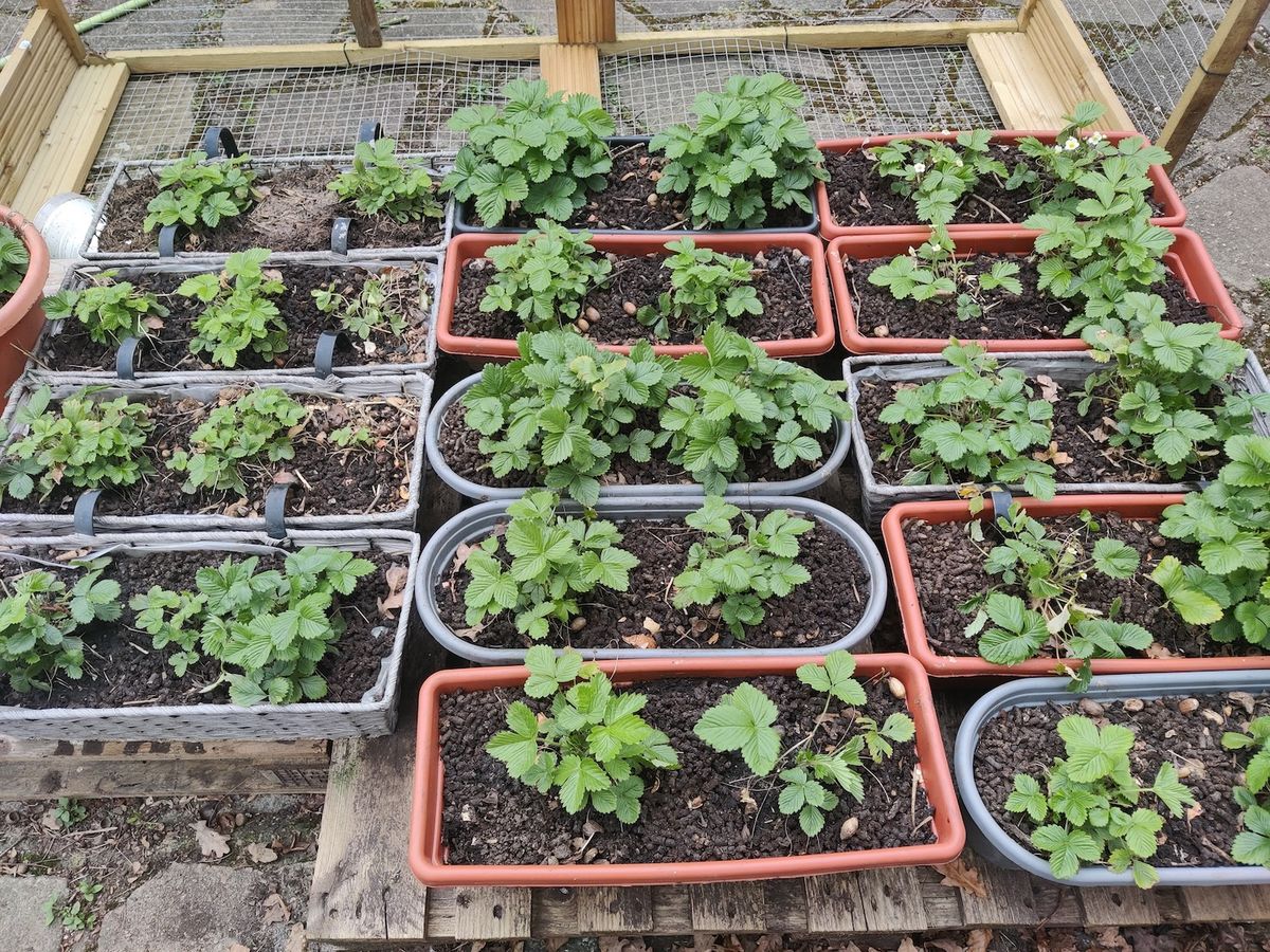 Alpine strawberries after splitting and repotting in containers. Early days in April.
