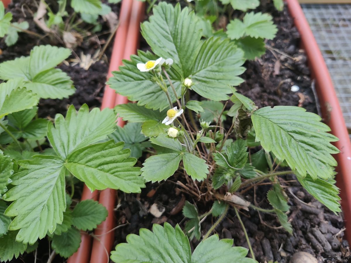 Alpine strawberries are compact, everbearing plants, with nice blossom and tasty fruits