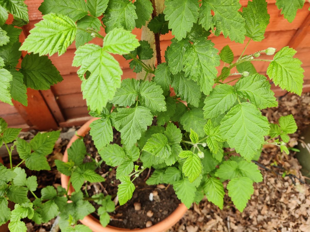 Loganberry plant in my container mid April.