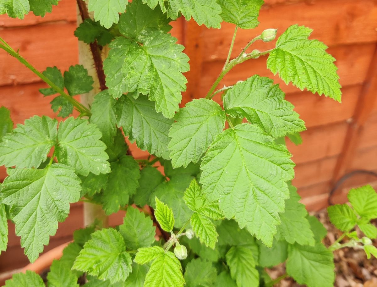 Loganberry plants can be productively grown in containers with the right care