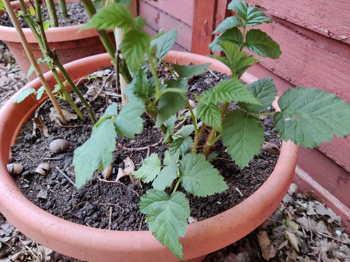 In mid April loganberries start growing new cane shoots.